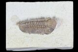 Lot: Bargain Kainops Oklahoma Trilobites - Pieces #83401-1